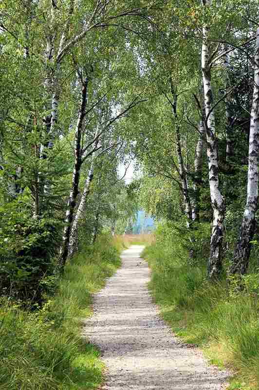 Sendero entre árboles, ideal para una caminata suave